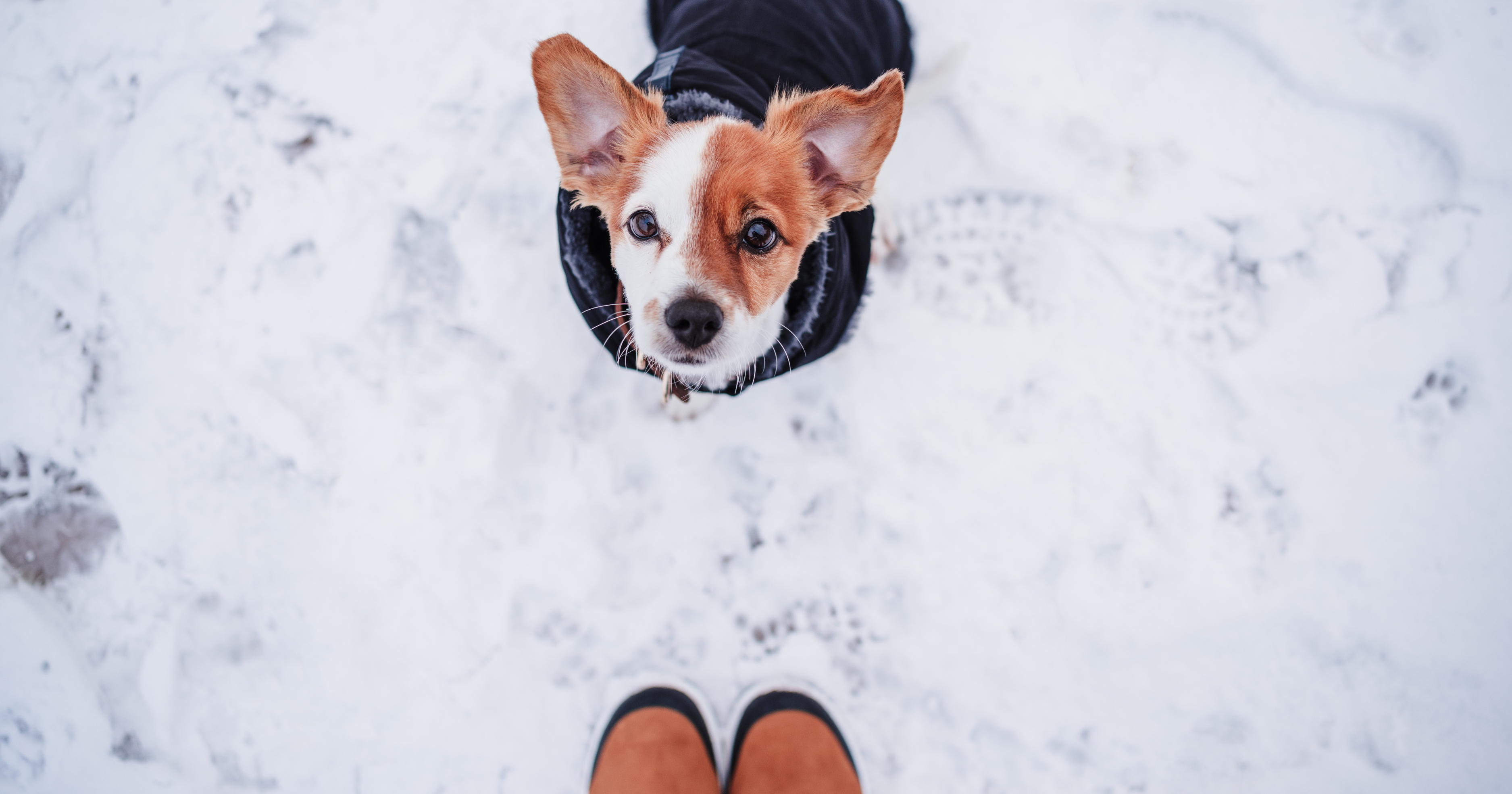 Moving with Pets in Winter