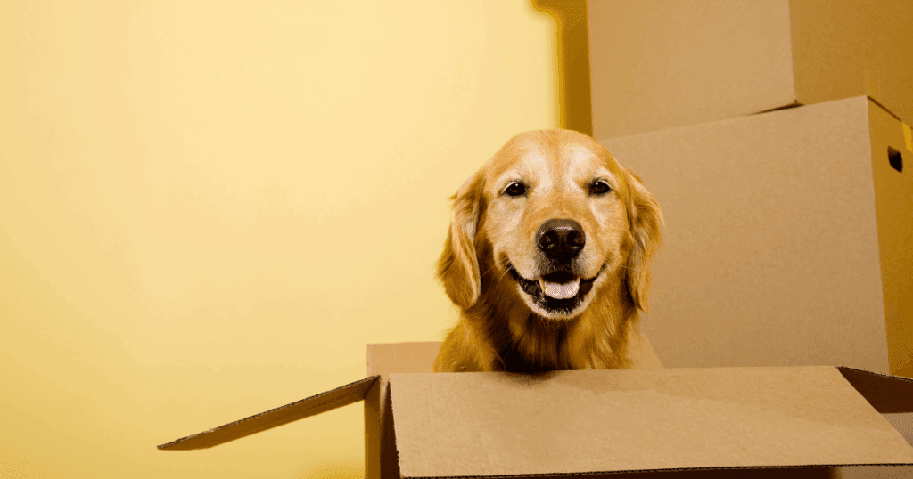Dog in a moving box