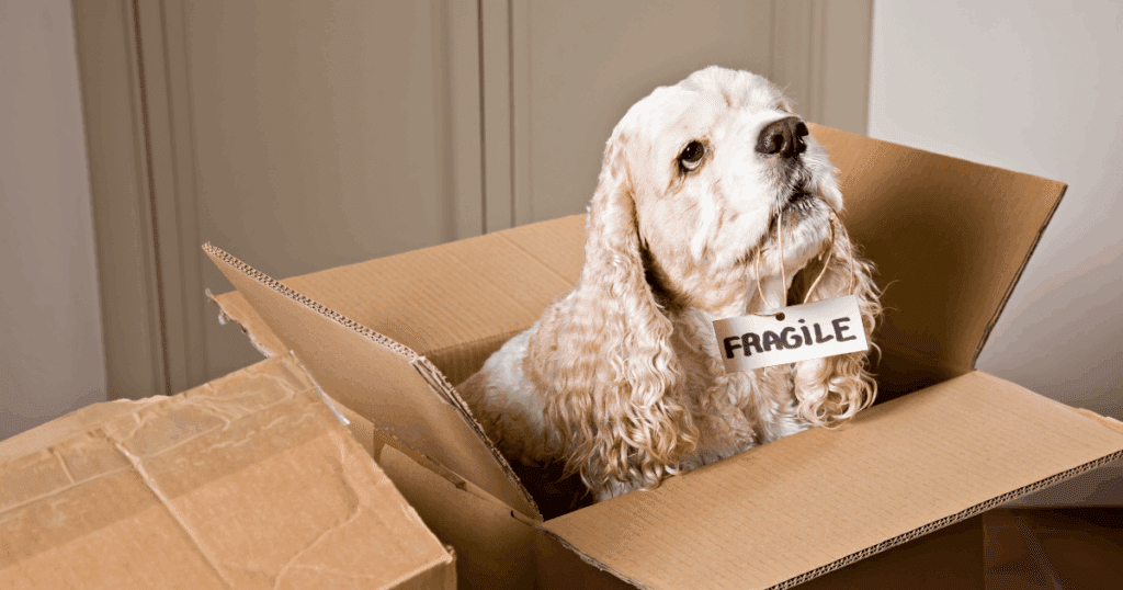 Dogs are fragile too when moving