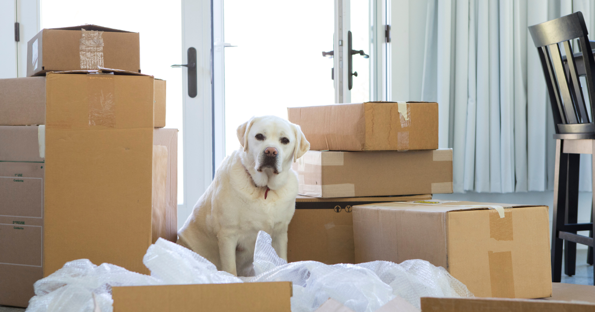 Moving with pets with bubble wrap and moving boxes