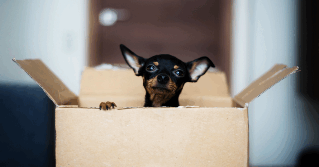 Small pet chihuahua in a moving box