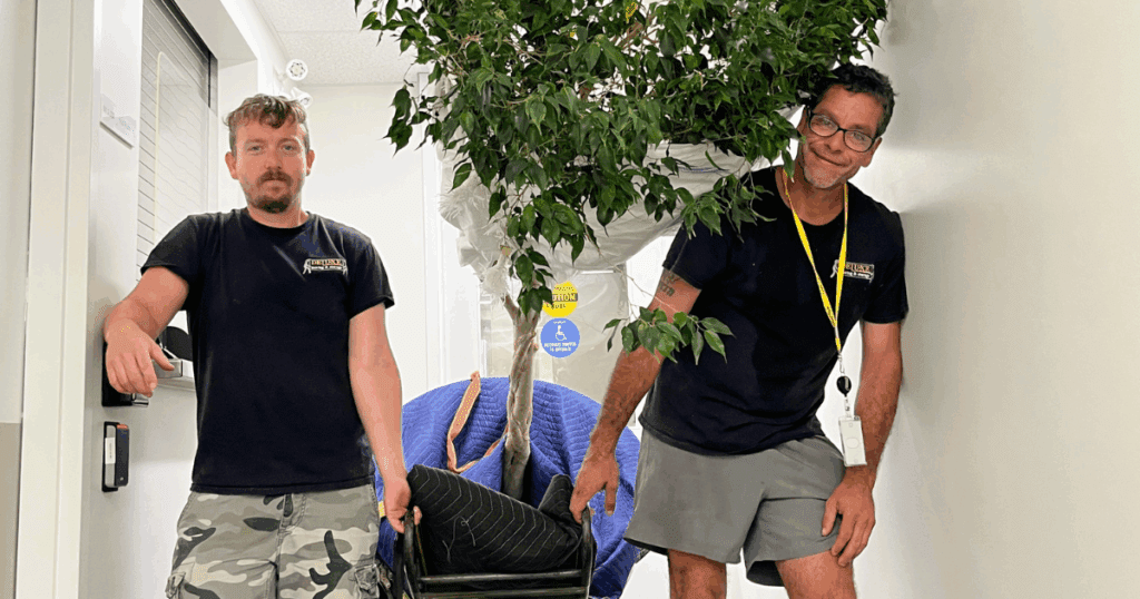 Deluxe Moving's Rick & Lenny moving a tree